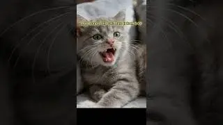 How cute is this cat Rate it from 1&ndash;10 3 #cat #asmr #kitten #funny #kineticsand #cute #loop #pets