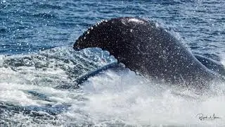 Whale tail slap in ultra slow motion - 1000 fps