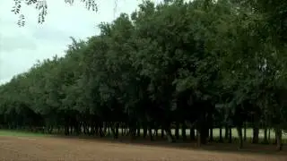 Advantages of Windbreaks