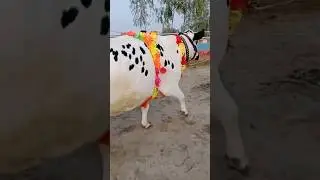 Malumor Mandi Jhang | Best Quality HF Pure & Cross, Jersey Cows + Cholistani Cows & Heifers