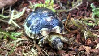 Baby Captive Bred Marginated Tortoises