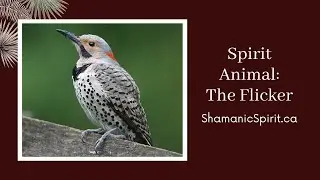 Animal Spirit Guide: The Flicker (Shamanic Power Animal)