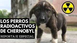 LA HISTORIA QUE NO SABES DE LOS PERROS DE CHERNOBYL DESPUÉS DEL DESASTRE NUCLEAR - Iryna Fedchenko