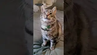 😼 Piddles Ep 17 ft thepiddlesticks (TT/IG), cryotechnik_ (TT) and bellathecrosseyedcat (TT) #shorts