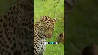 Tree Escape: When a Leopard Saves His Clumsy Deer Buddy! #AnimalFriends #SavannahAdventures