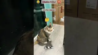 😂 Cat Adventures 3 in 1 🐾 😂😂