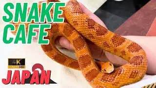 Amazing Experience in 🇯🇵 Japan's Snake Cafe🐍 | ASMR | Travel Alone | 4K UHD | 15 Mins ASMR python