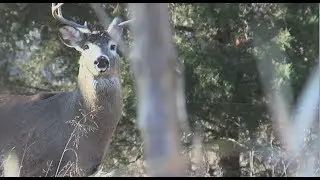 Winchester Whitetail Revolution S4E5 Husker State Buck Hunting