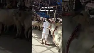 mayapur mini vlog 🙏🏻✨🏵️#mayapur #radhakrishna #enjoy #viral #devotees #isckon #mayapur #minivlog