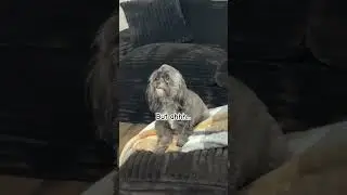 Your my favorite #pets #dog #shihpoo #dogsofyoutube #fyp
