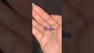 #bettafish #betta #catchfish #windwing#bigears #fish #funny #shorts