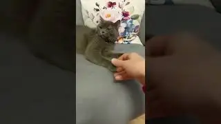 #cat#oyuncu kedi#keşfetbeni&ouml;ne&ccedil;ıkar #