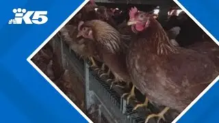 Washington woman dies from bird flu complications