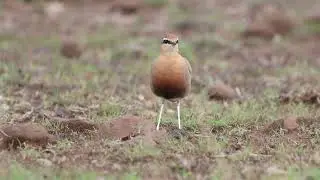 Sanfoare - adelaide (Indian Courser ver.)