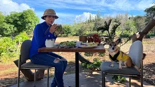 ដើរលេងចំការ EP.2 នៅហា៎វ៉ៃ 🇺🇸Vlog (2យប់2ថ្ងៃ)12|11.12|2021