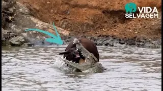 Ataque brutal no rio: b&uacute;falo &eacute; mordido e sai mancando da morte!