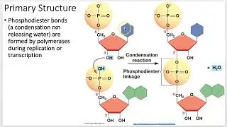 Genetics 101: DNA Structure and Forms (Lecture 1 of 11)