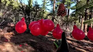 Popping 11 Red 18 Inch Balloons with Sticks and Pine Cones Game With Slow Motion, Play to Pop 55