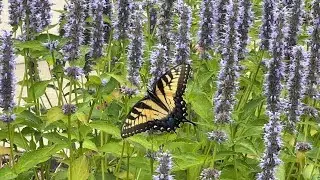 Eastern Tiger Swallowtail &bull; Important Pollinators