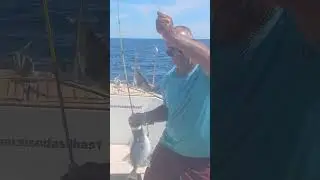 peixe porco