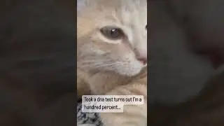 Turns out I am 100%&hellip; #cats #reels #catsofyoutube #cute #funny #kitten #potato #viral