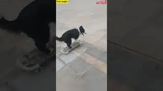 🐶 Dog Learns to Skateboard &ndash; Unbelievable! 🛹#SkateboardingDog #AnimalTalent #PetLaughs #FunnyDogs