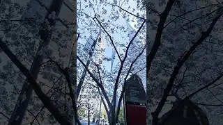 #sakura #shanghai #citytour #travel