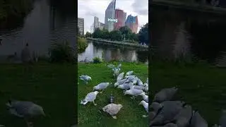 #haag #holland #nederlands #animals #birds #seagal #вмиреживотных #гаага #нидерланды #подорожі #мир