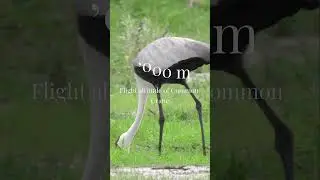 Birds Flying height comparison #birds #comparison