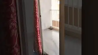 LOVE IS CARE 🕊️ #birdslover #weallneedsomehelp#bekind #reels #shorts #shortsvideo #youtubeshorts