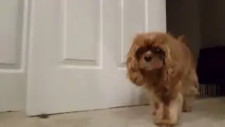 Yuzu Ruby Cavalier King Charles Spaniel play time