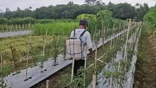 INNOVATIVE TOOLS FOR FERTILIZING CHILI SEEDLINGS USING SIMPLE AND CREATIVE TOOLS-Agriculture Farming