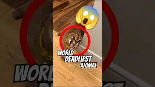 САМОЕ СМЕРТОНОСНОЕ ЖИВОТНОЕ В МИРЕ!😱