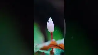 WAIT for it ...