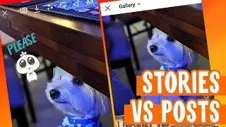 Instagram Stories vs Feed Posts