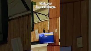 Black 🐦&zwj;⬛, Airport Incharge #rap
