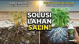Teknologi Hayati untuk Pertanian Berkelanjutan Tanaman Buncis di Lahan Salin
