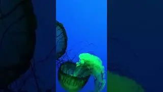 Jelly fish | Under the sea |#jellyfish |#adventure