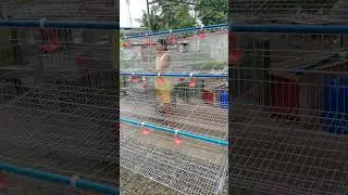 #layercage #cockcage#flyingpenbattery cage#scratchpen