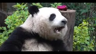 Huahua really likes eating dragon fruit! You'll have a red mouth after eating it