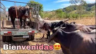 😱Compré 2  nuevas novillas y así la recibieron las demás vacas!! 😱😍