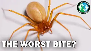 You're WRONG About the Brown Recluse Spider