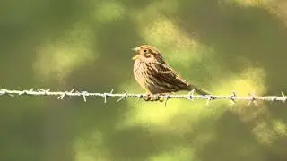 Corn Bunting Singing