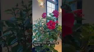 Happily blooming