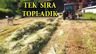 Şeytan Tırmığı ile Ot Toplama