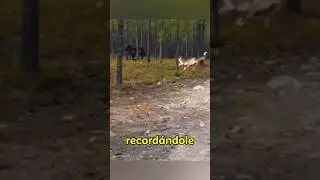 Este perro se enfrenta a un lobo gigante #shorts #perros
