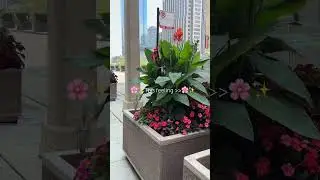 Exploring Chicago's Beauty & Unique Ways of Life #chicagotiktok #traveltiktok