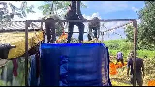 मूरघास l Silage l Murghas l मूरघास बॅग l Murghas Bag
