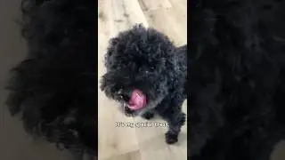 I'm Toby #dog #dogshorts #vlogs