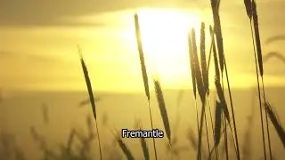 HD Stock Footage | Beautiful sunset | Crops wafting in the breeze | Summer | Sunset | E16R43 002